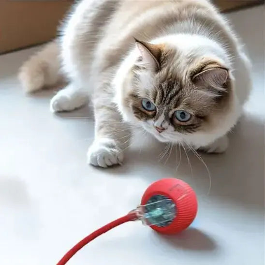 Jouet pour chat, balle roulante automatique avec queue UARAE Flagship Store