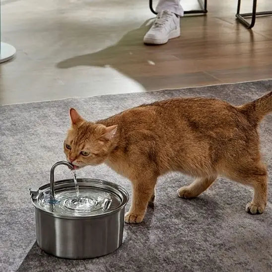Fontaine d'eau pour Chat en Stainless Alipet Store
