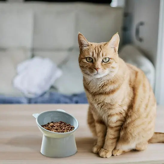 Gamelle inclinée forme de Chat Yiwu Yikang Store