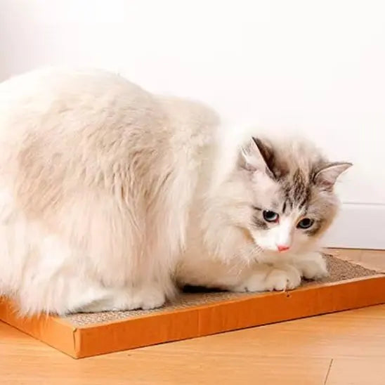 Planche à Gratter pour Chat Shop1102892222 Store