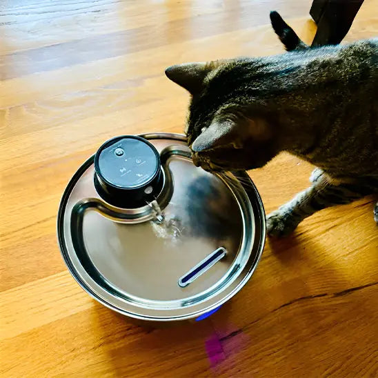Fontaine d'Eau pour chat sans fil (batterie) 3.2l + 12 filtres ZYFeeder Factory 1 Store