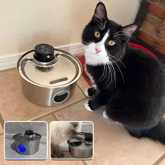 Fontaine d'Eau pour chat sans fil (batterie) 3.2l + 12 filtres ZYFeeder Factory 1 Store