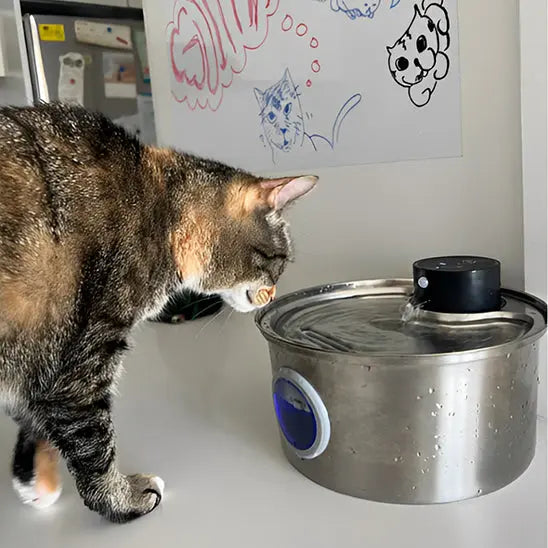 Fontaine d'Eau pour chat sans fil (batterie) 3.2l + 12 filtres ZYFeeder Factory 1 Store